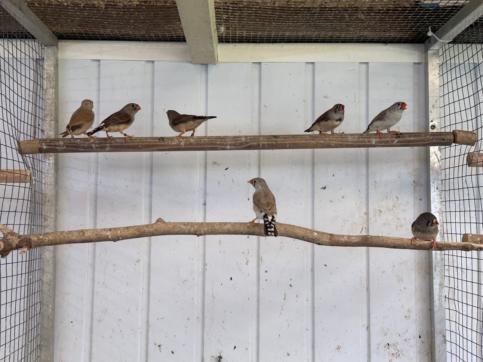 Jonge zebravinken 2026, Dieren en Toebehoren, Vogels | Overige Vogels, Meerdere dieren