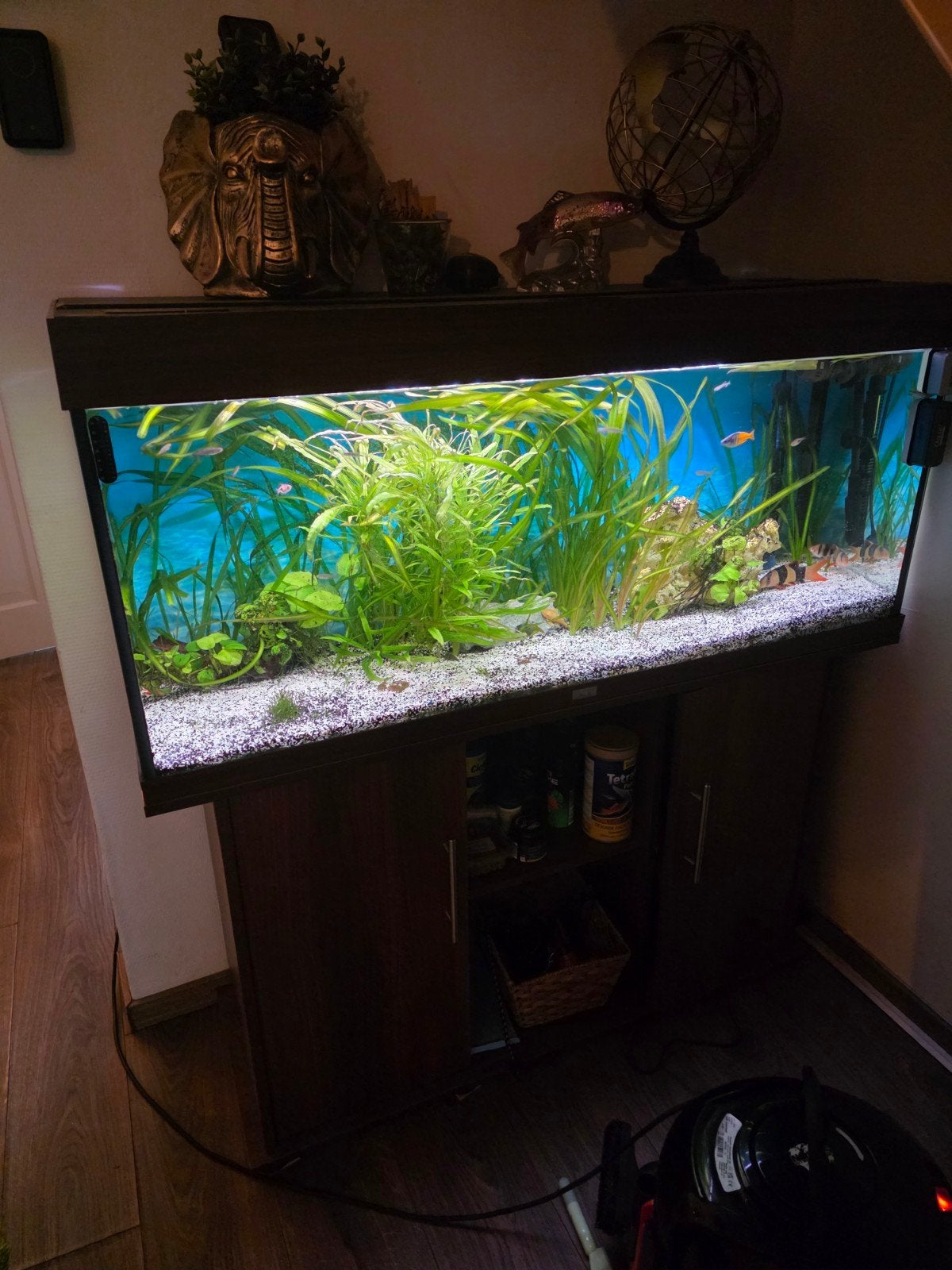 aquarium jewel met bijbehorende kast, vissen en alle toebeho, Dieren en Toebehoren, Vis, Zoetwatervis