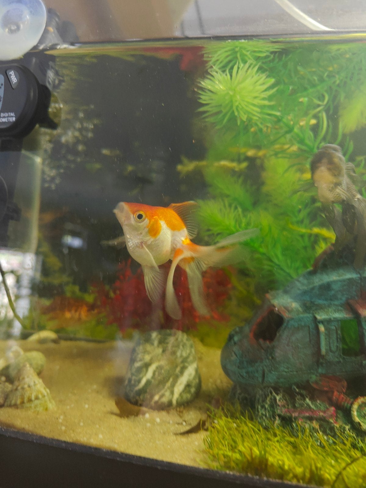 2 gold fish, Dieren en Toebehoren, Vis