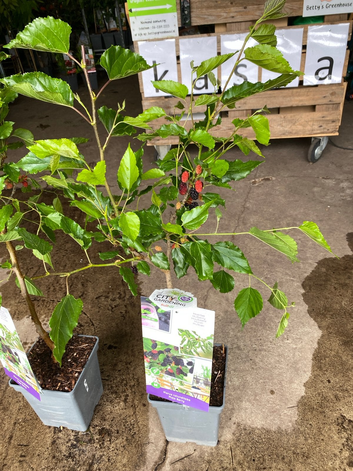 Moerbeiboompje - Morus Nigra - Zwarte Moerbei, Ophalen, Volle zon, Vaste plant, Zomer