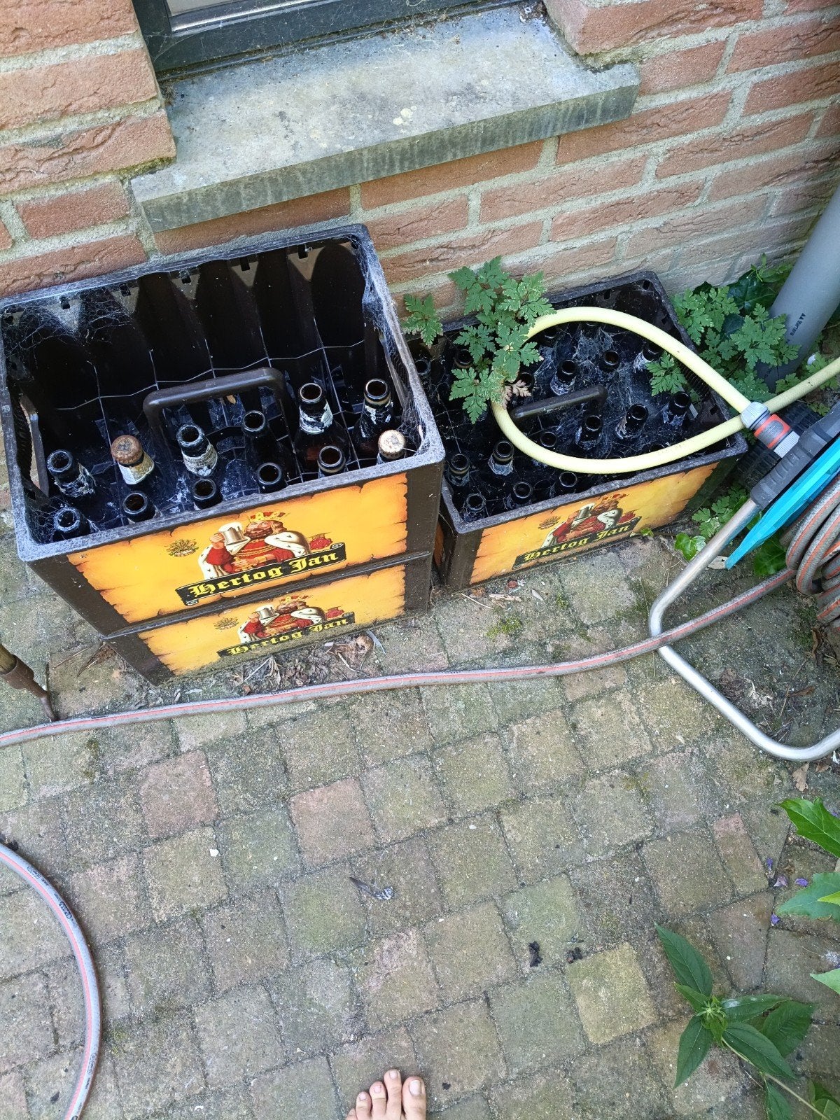 3 lege kratten gratis statiegeld, Doe-het-zelf en Verbouw, Kratten en Dozen, Ophalen, 60 cm of meer, Krat, Minder dan 35 cm