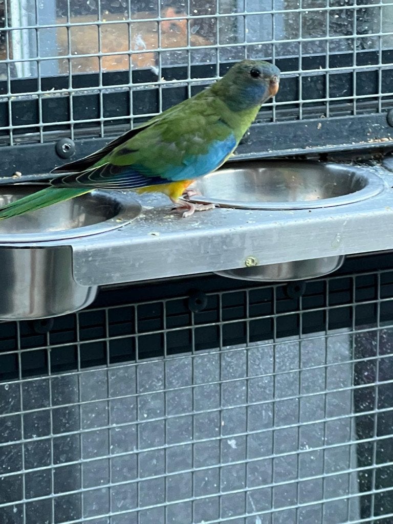 wildkleur roodbuik turquoisineparkieten, Dieren en Toebehoren, Meerdere dieren, Parkiet, Geringd
