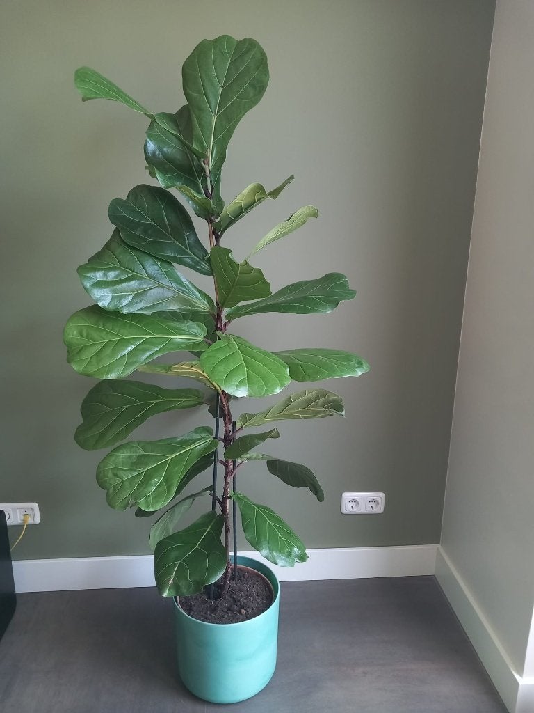 Ficus Lyrata (Tabaksplant), Huis en Inrichting, Kamerplanten, Ophalen, Ficus, Halfschaduw, In pot