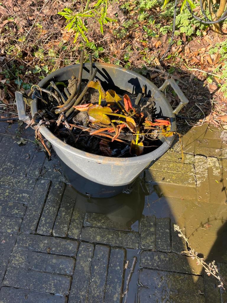 Grote waterlelie (Nymphaea) - Vijverplant, Tuin en Terras, Planten | Tuinplanten, Ophalen, Volle zon, Vaste plant, Zomer