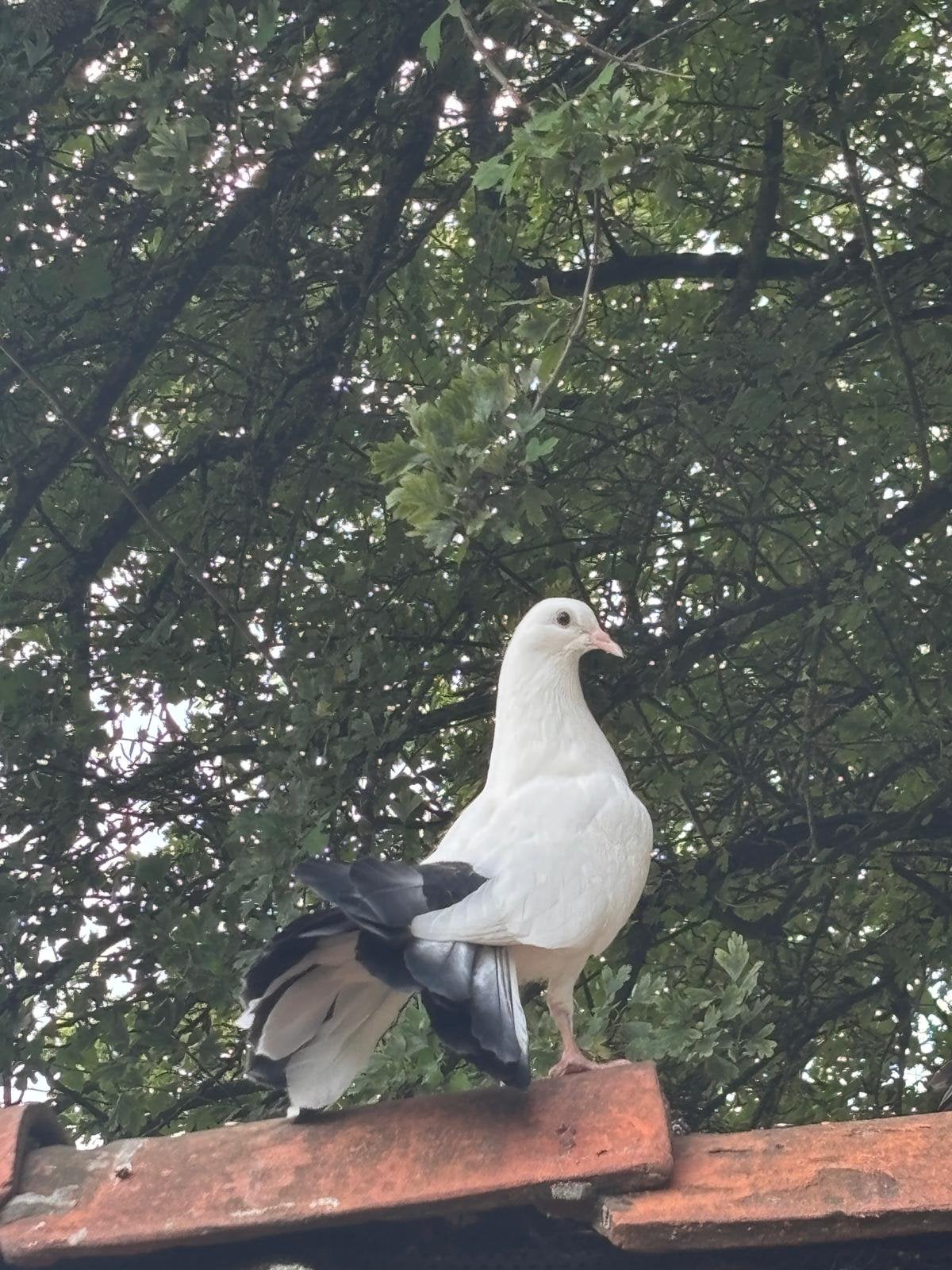Mooie jonge zwartstaarten ~ pauwstaarten 2 stuks, Dieren en Toebehoren, Vogels | Duiven, Meerdere dieren, Postduif