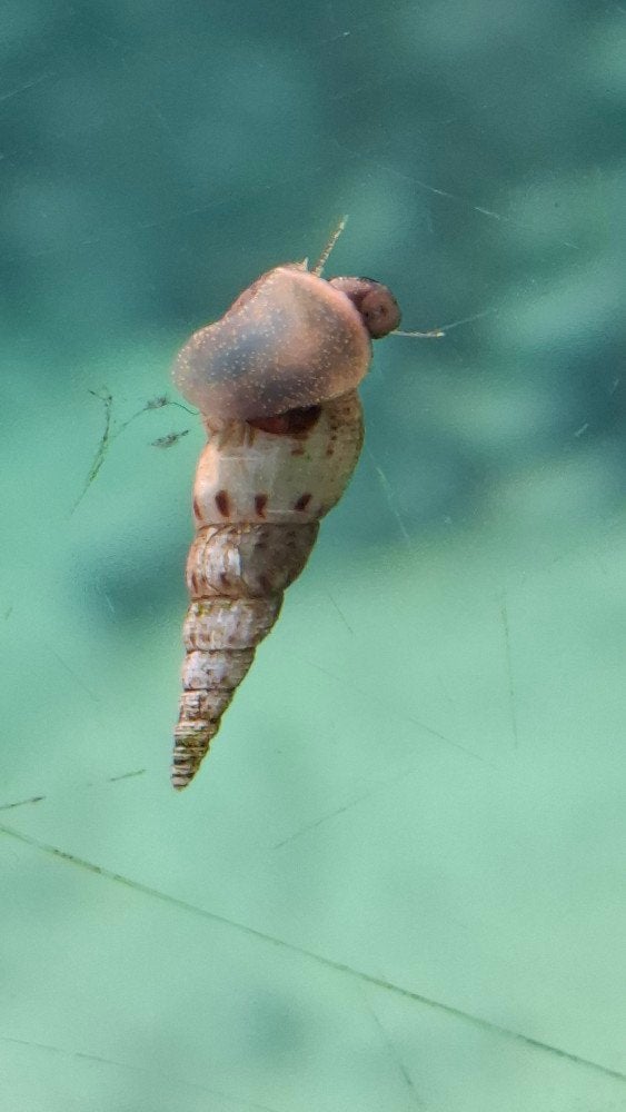 Puntslakken, Dieren en Toebehoren, Slak of Weekdier