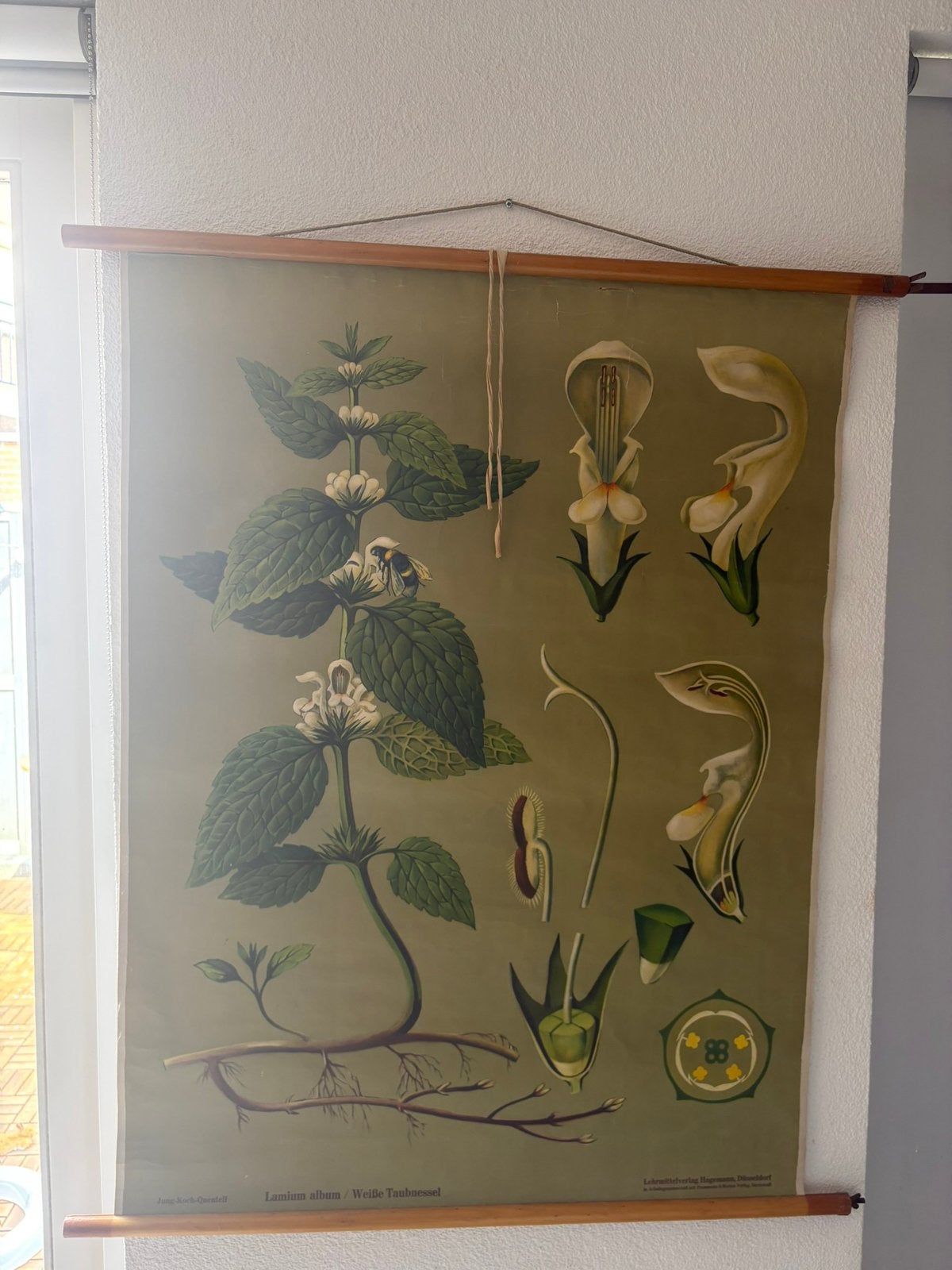 Vintage schoolplaat, Antiek en Kunst, Ophalen, Natuur en Biologie