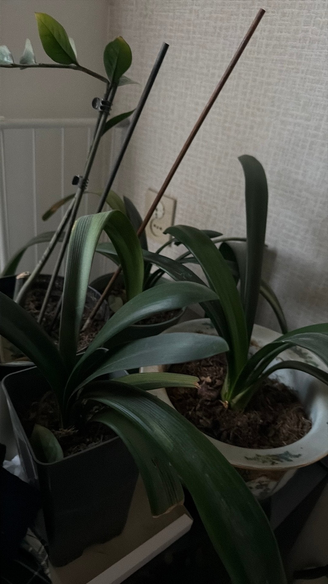 10 mooie kamerplanten voor €30 vast prijs, Ophalen, Halfschaduw, Minder dan 100 cm
