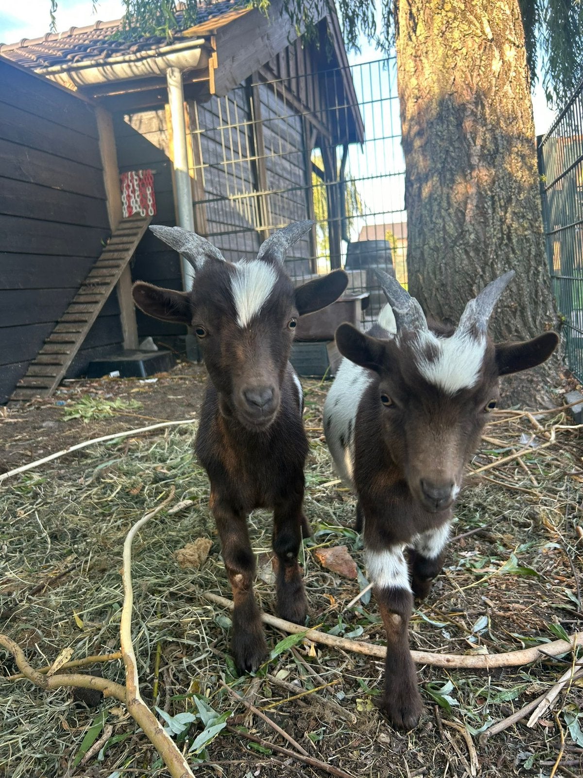 Dwerggeitjes te koop, Dieren en Toebehoren, Meerdere dieren, Geit, 0 tot 2 jaar