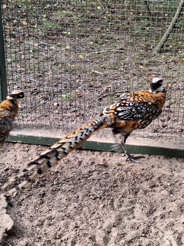 koningsfazanten, Meerdere dieren, Overige soorten