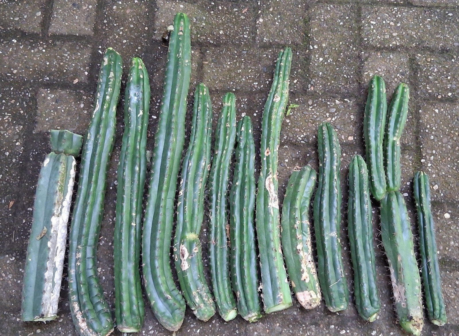 San pedro cactus collectie XXL  peruvian torch, Ophalen
