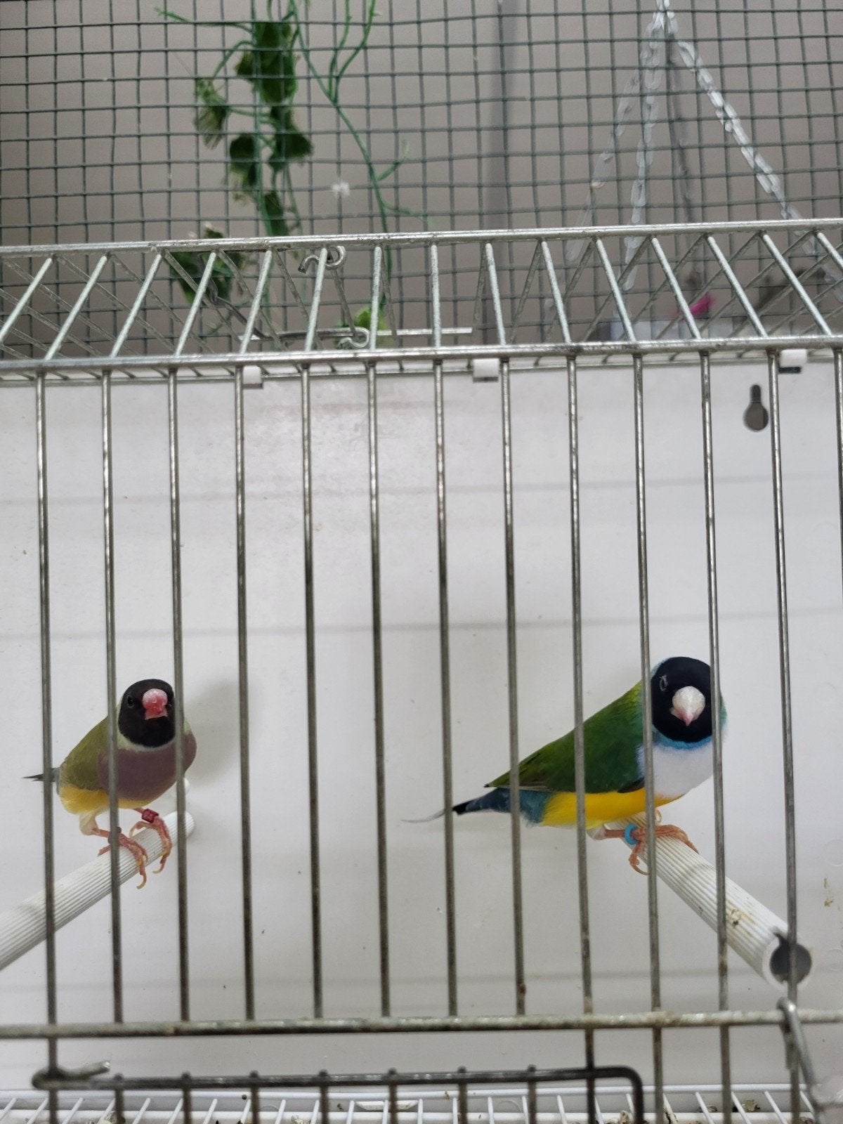 Koppel gouldamadines cinnemon split blauw, Meerdere dieren, Geringd