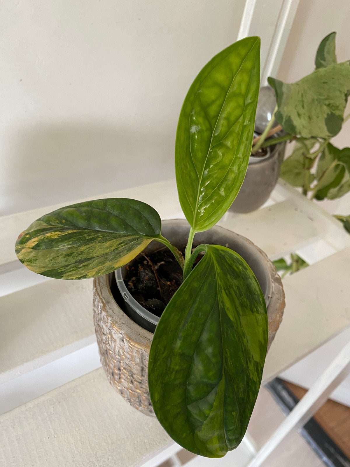 Twee Monstera’s, Ophalen of Verzenden, Halfschaduw, Minder dan 100 cm
