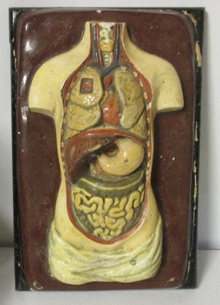 antiek half relief anatomische menselijke torso heel klein !, Antiek en Kunst, Verzenden, Natuur en Biologie