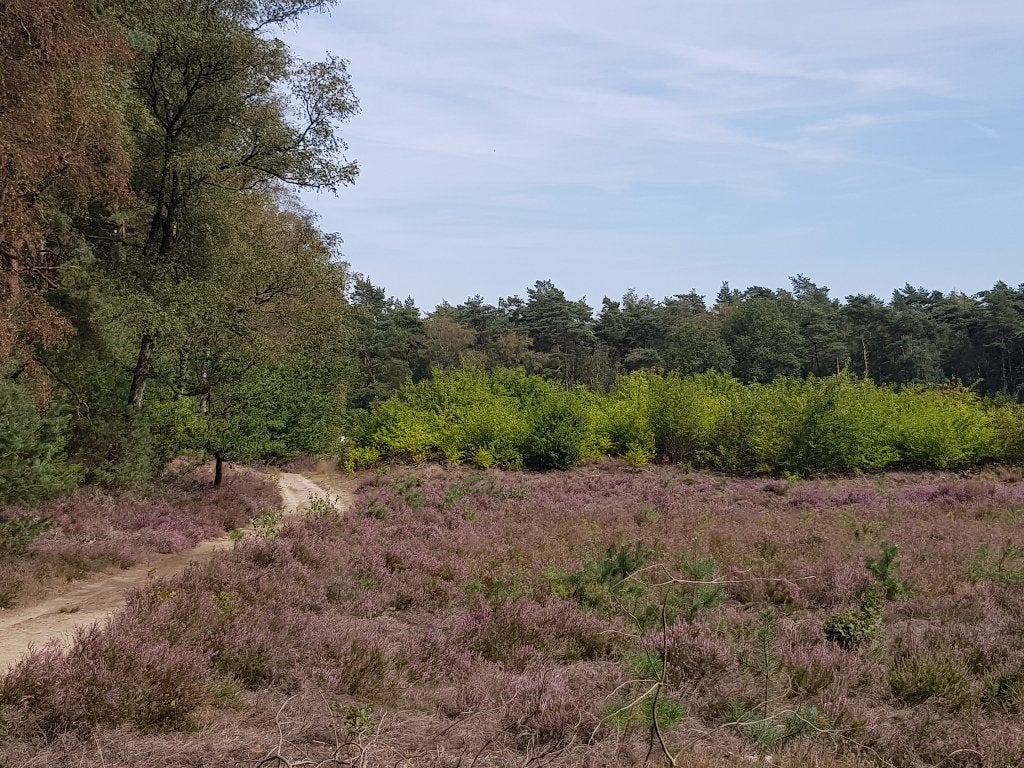 Foto 16 van Rolstoeltoegankelijke bungalow op landgoed, 30okt-6nov vrij!