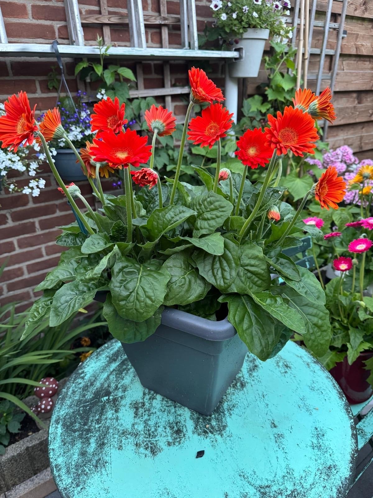 Gerbera in pot - Prachtige rode bloemen, Volle zon, Eenjarig, Zomer, Ophalen