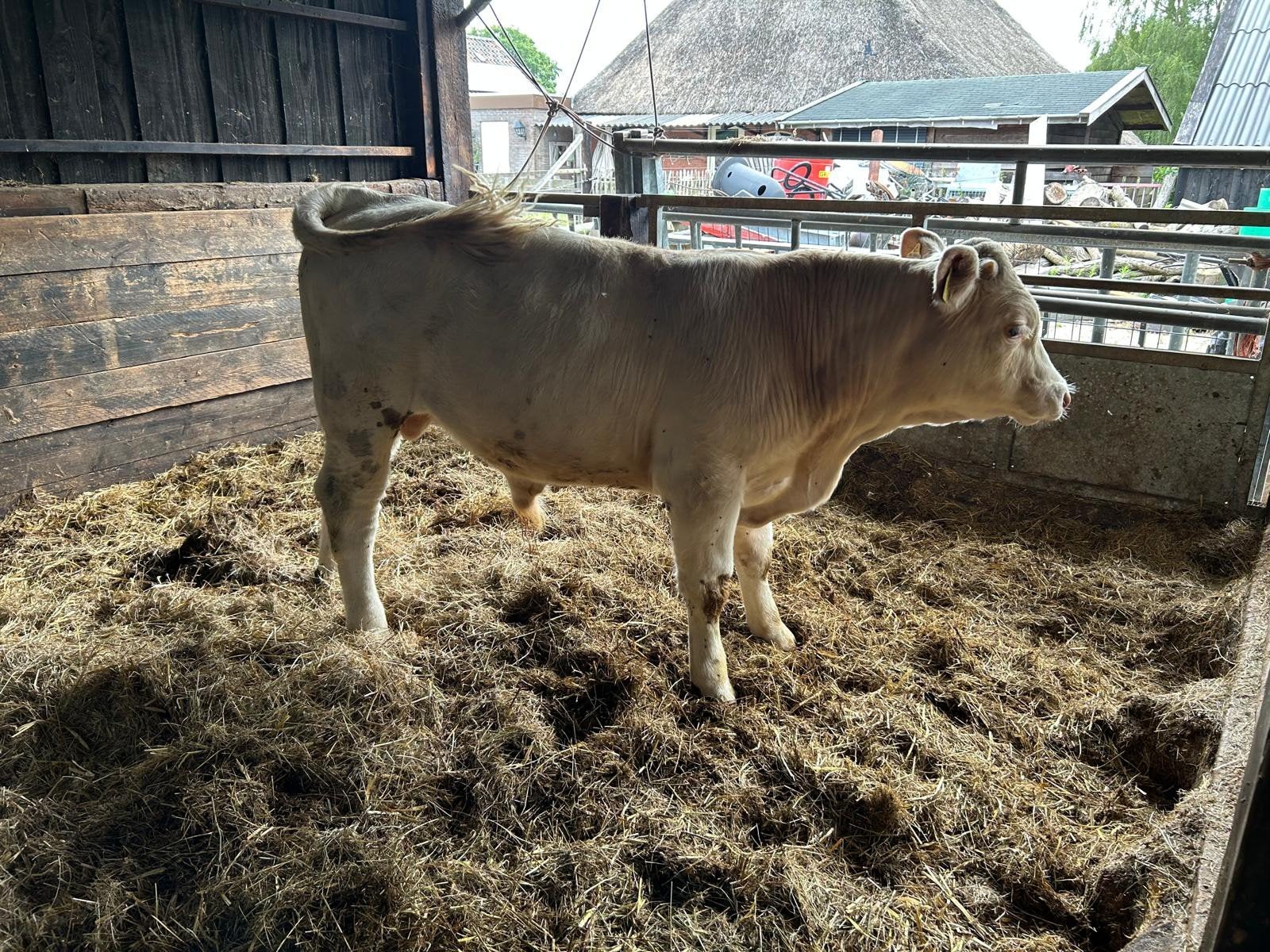 Te koop 2 Charolais stieren, Dieren en Toebehoren, Runderen, Mannelijk