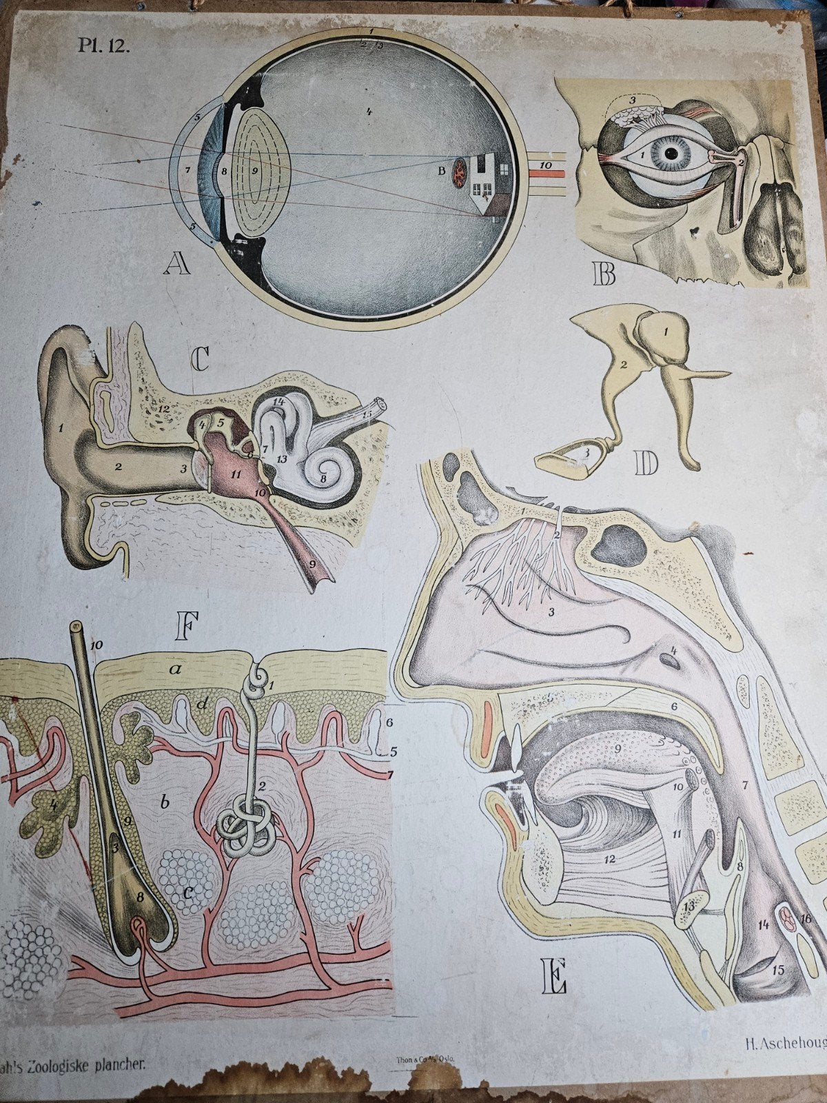 Vintage Anatomische Plaat - Zintuigen, Ophalen of Verzenden