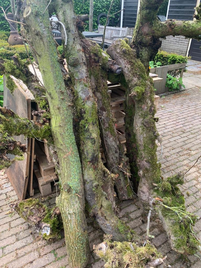 Fruitbomenhout peren lengtes 120-150cm, Tuin en Terras, Haardhout, Minder dan 3 m³, Ophalen, Overige houtsoorten, Stammen