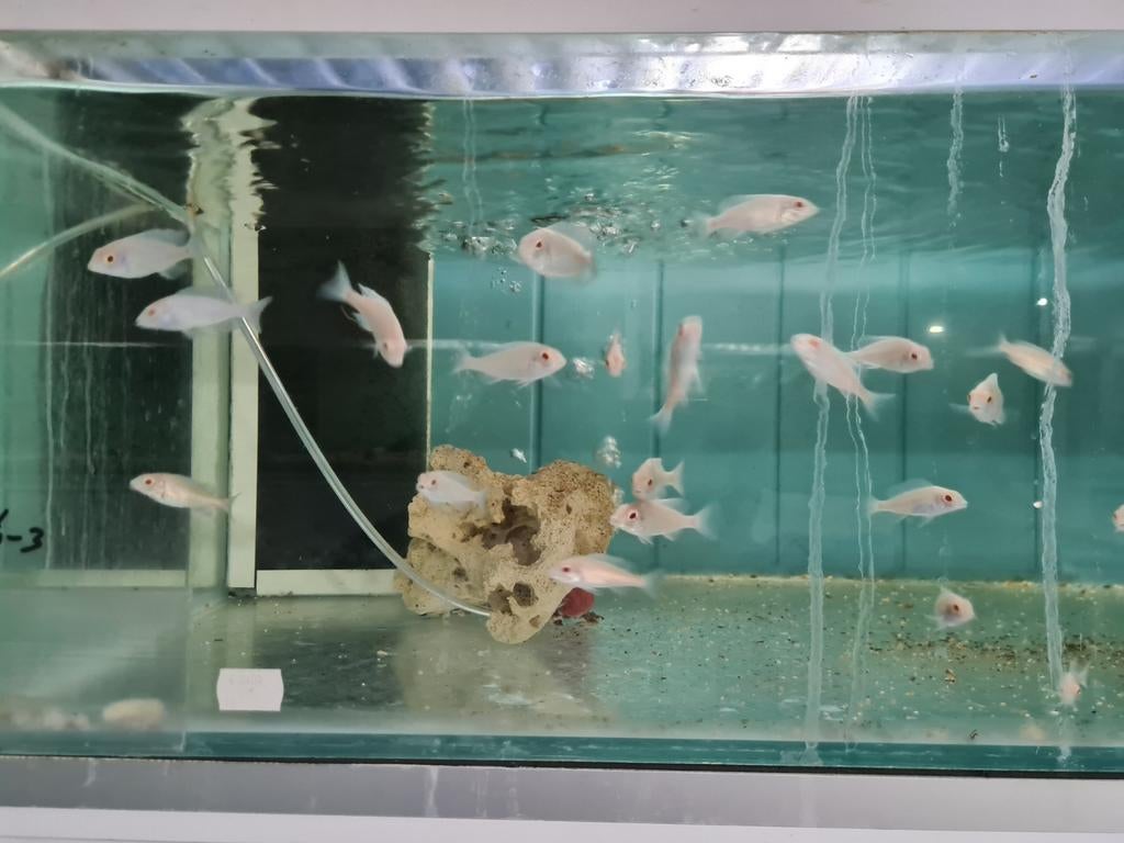 Albino Dolfijn Malawi Cichliden, Cyrtocara Moorii Albino, Dieren en Toebehoren, Vissen | Aquariumvissen, Vis, Zoetwatervis