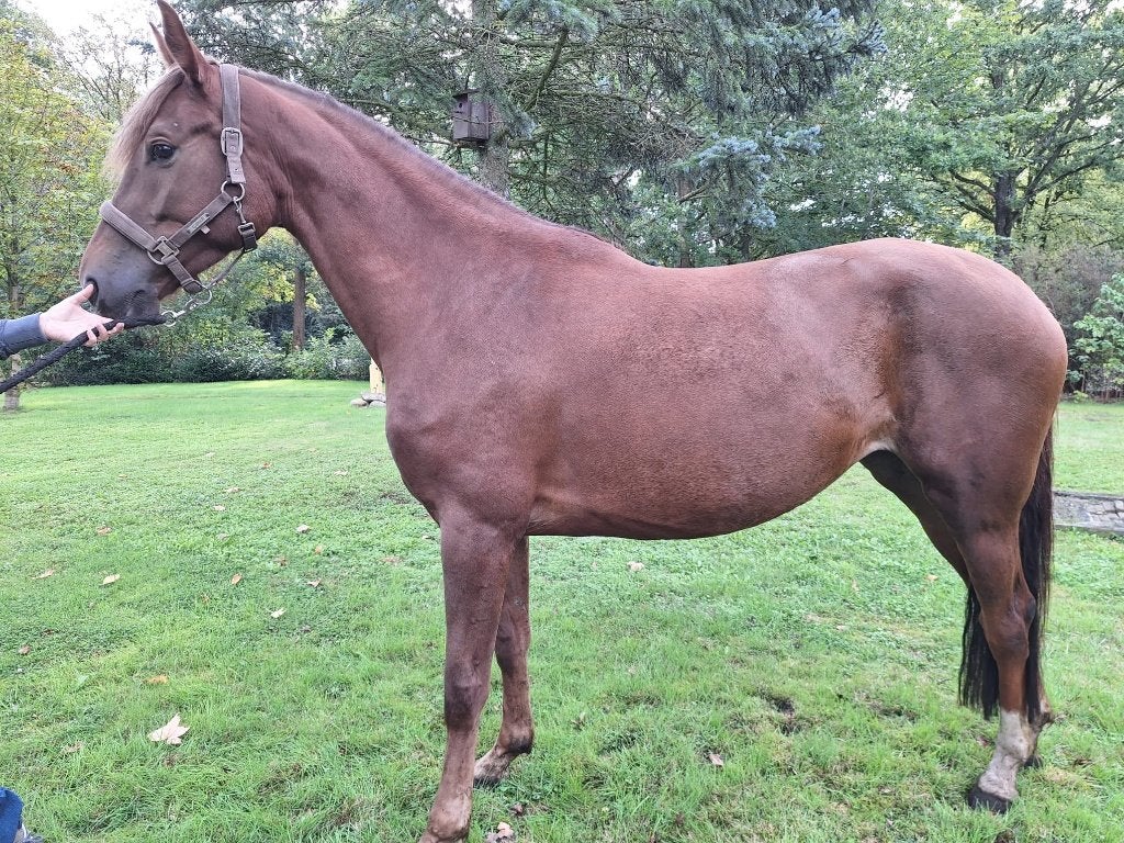 Jonge springpaarden, Dieren en Toebehoren, Met stamboom, Springpaard, 3 tot 6 jaar, 160 tot 165 cm