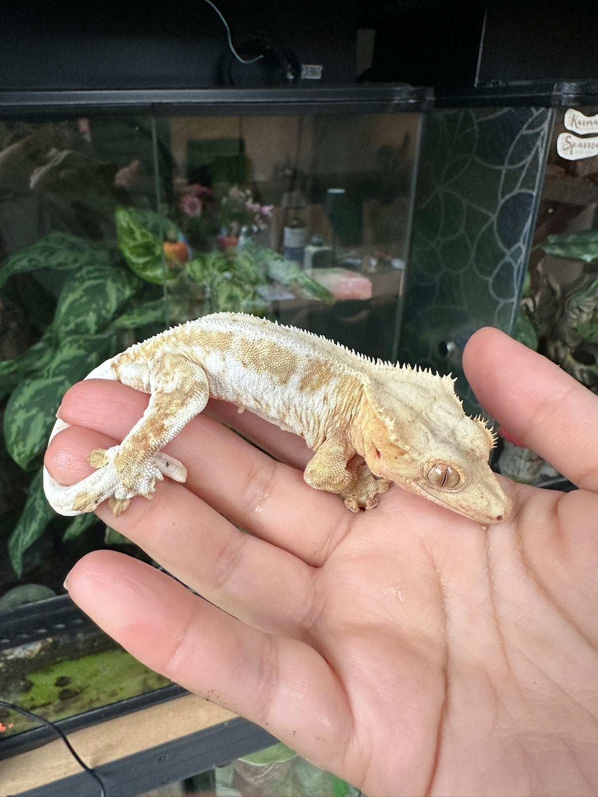 Wimpergekko man Lilywhite, Dieren en Toebehoren, Hagedis, 0 tot 2 jaar