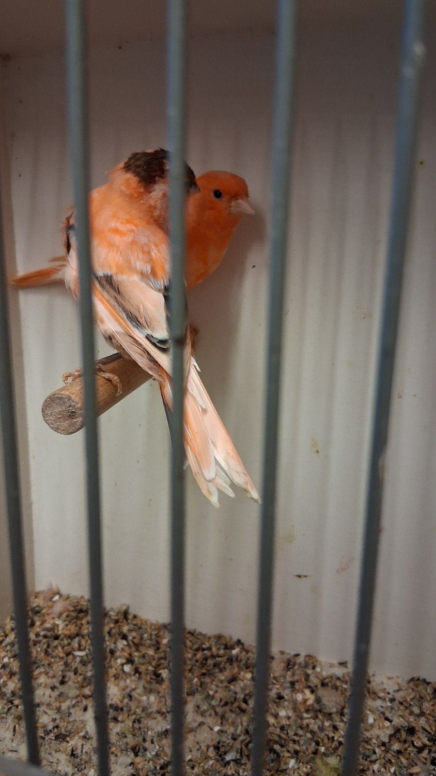 Vogels, Meerdere dieren, Kleurkanarie
