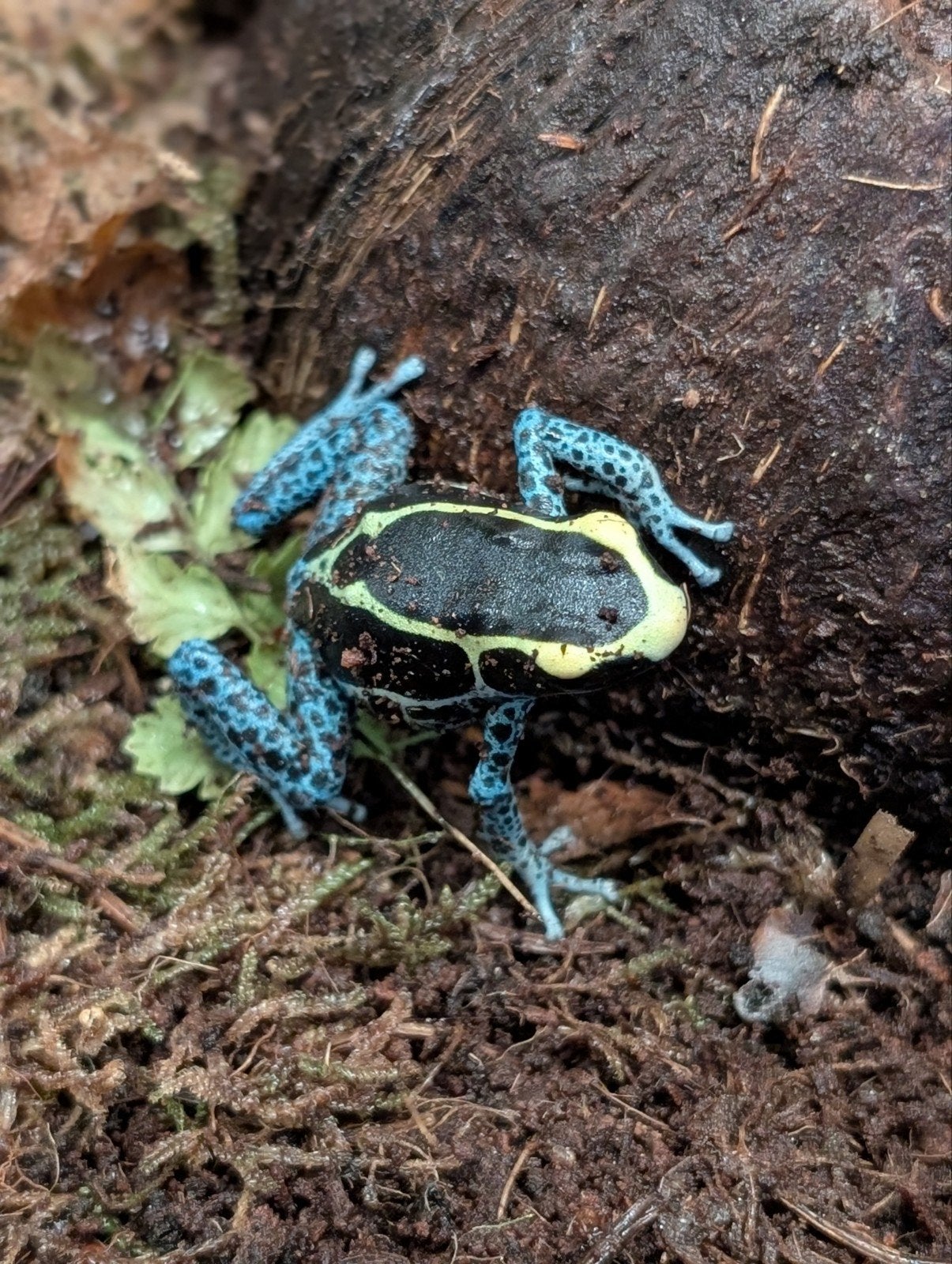 Dendrobates "Grijspoot" Frog photo 3
