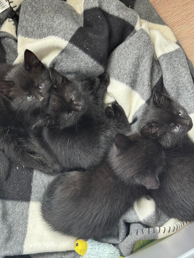 Kittens, Dieren en Toebehoren, Katten en Kittens | Overige Katten, Meerdere dieren, Kortharig, 0 tot 2 jaar