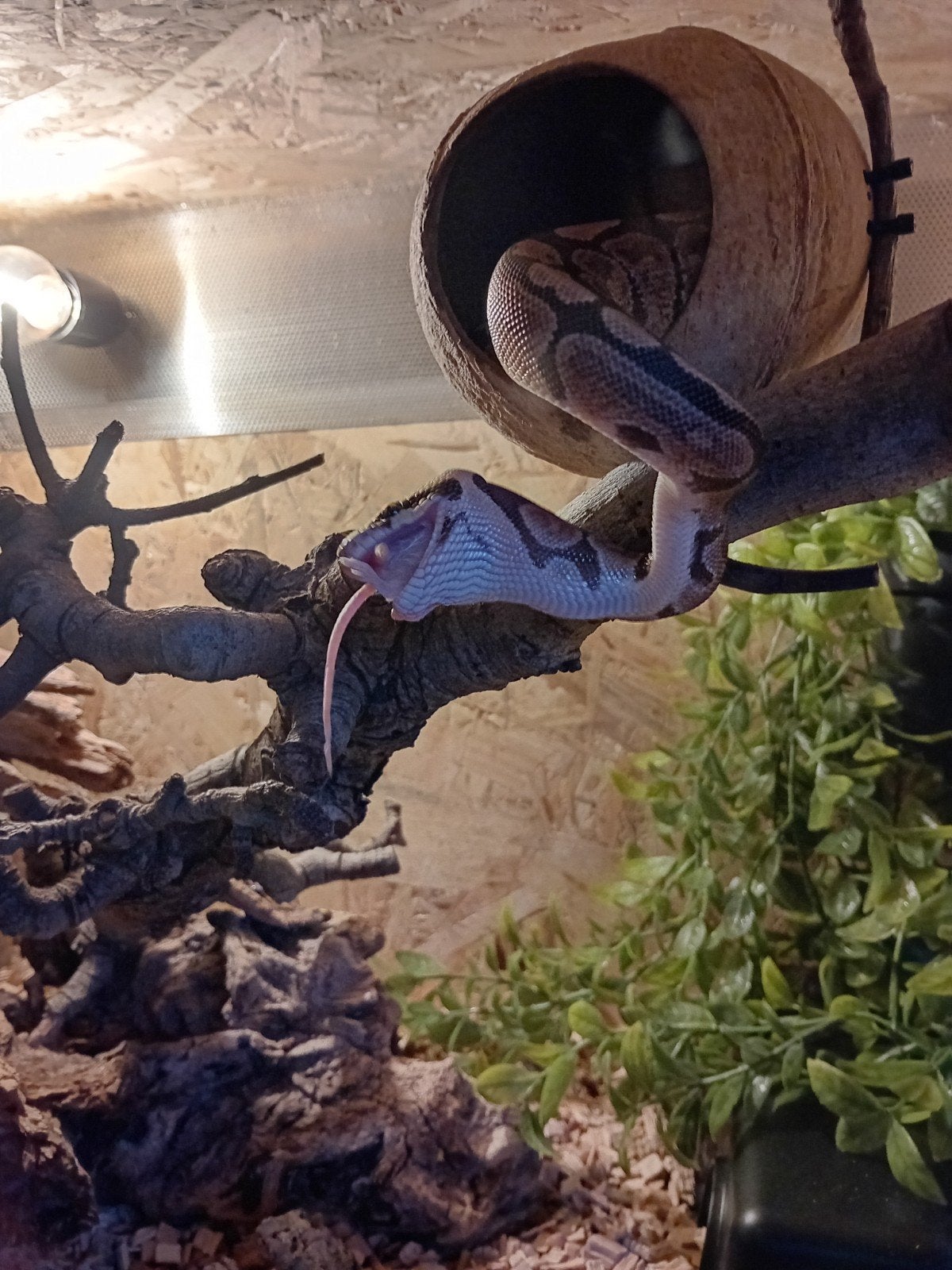 koningspython vrouwtje met terrarium Ball Python - female for sale from Jacco