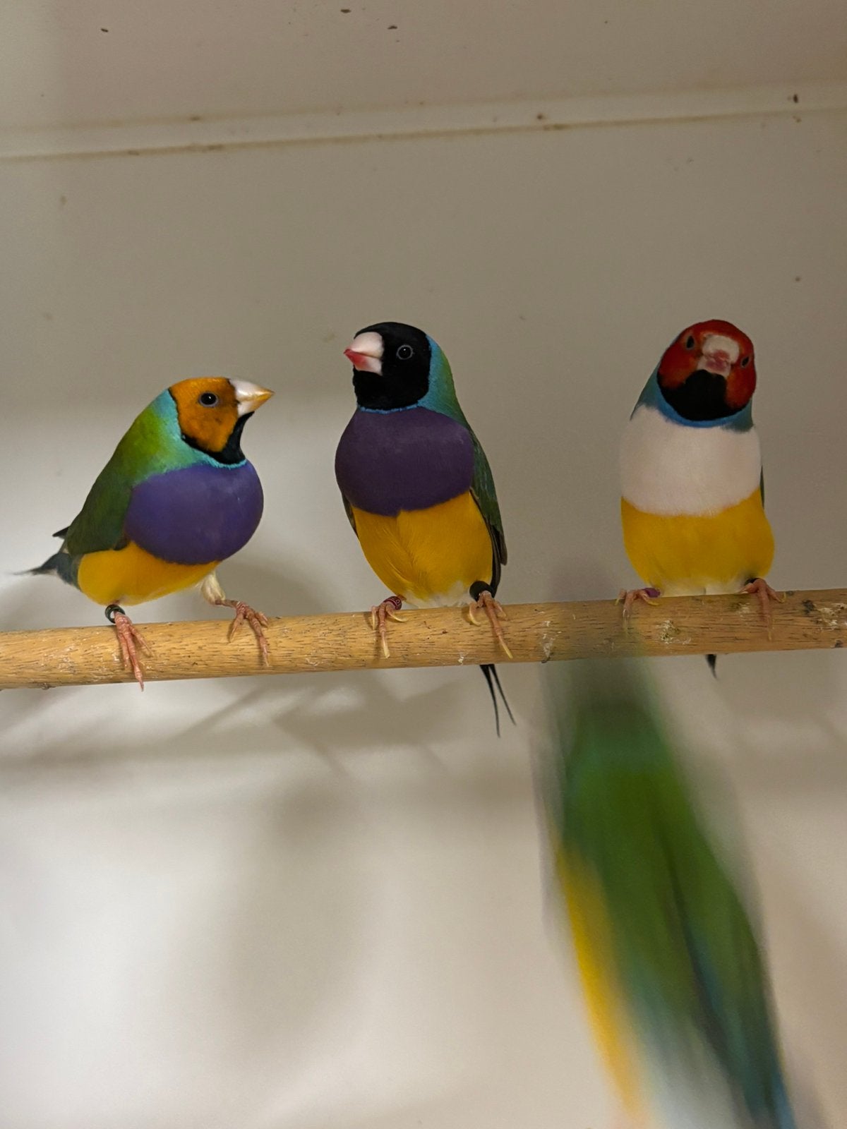 Diverse mooie tropen en andere vogels, Dieren en Toebehoren, Vogels | Overige Vogels, Meerdere dieren, Tropenvogel, Geringd