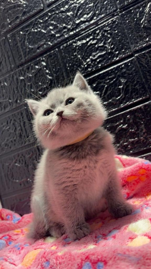 Britse korthaar kittens, Meerdere dieren, Ontwormd, 0 tot 2 jaar
