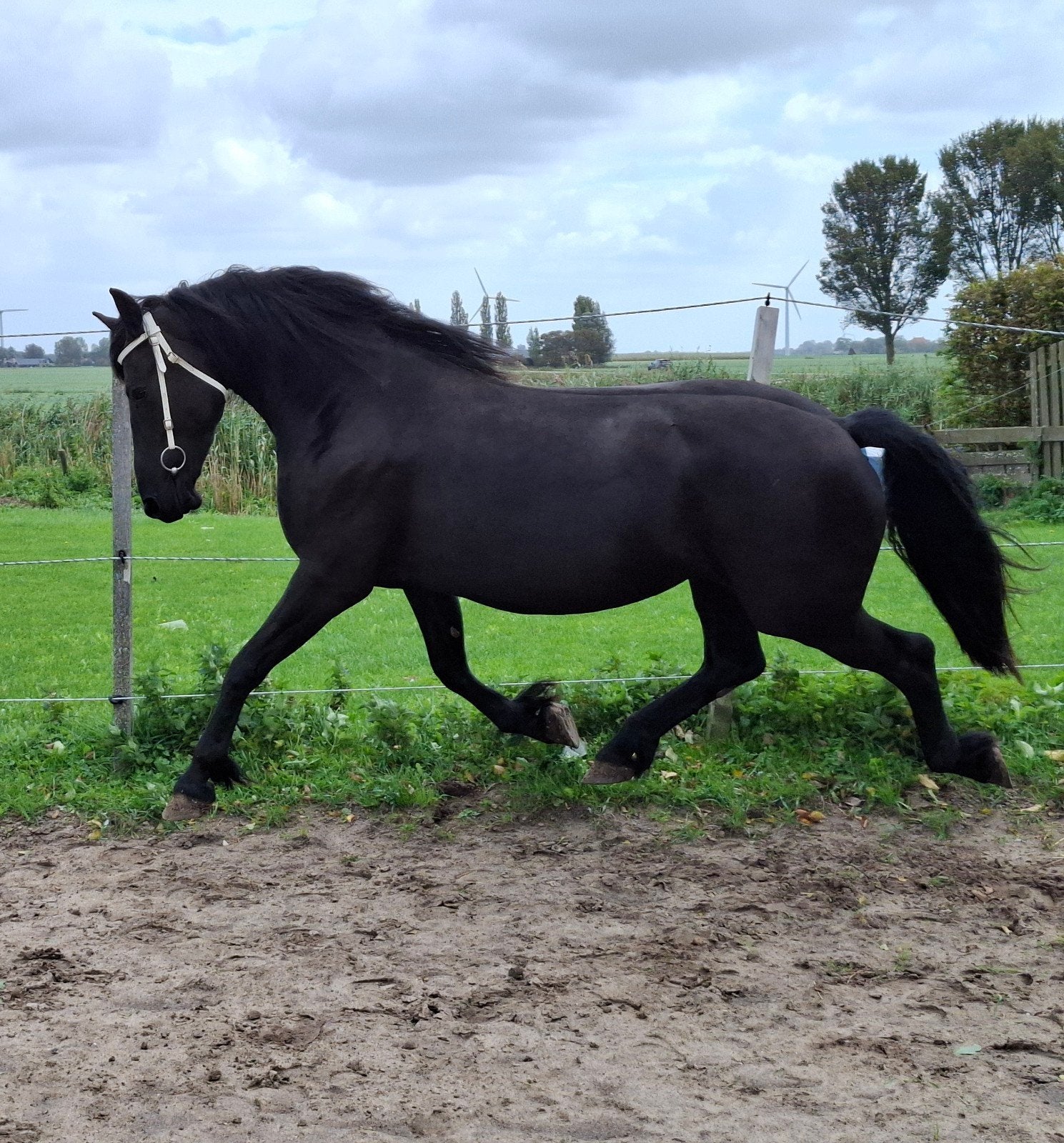 Prachtige 3 jarige drachtige Friese merrie, Dieren en Toebehoren, Merrie, Minder dan 160 cm, Met stamboom, Dressuurpaard