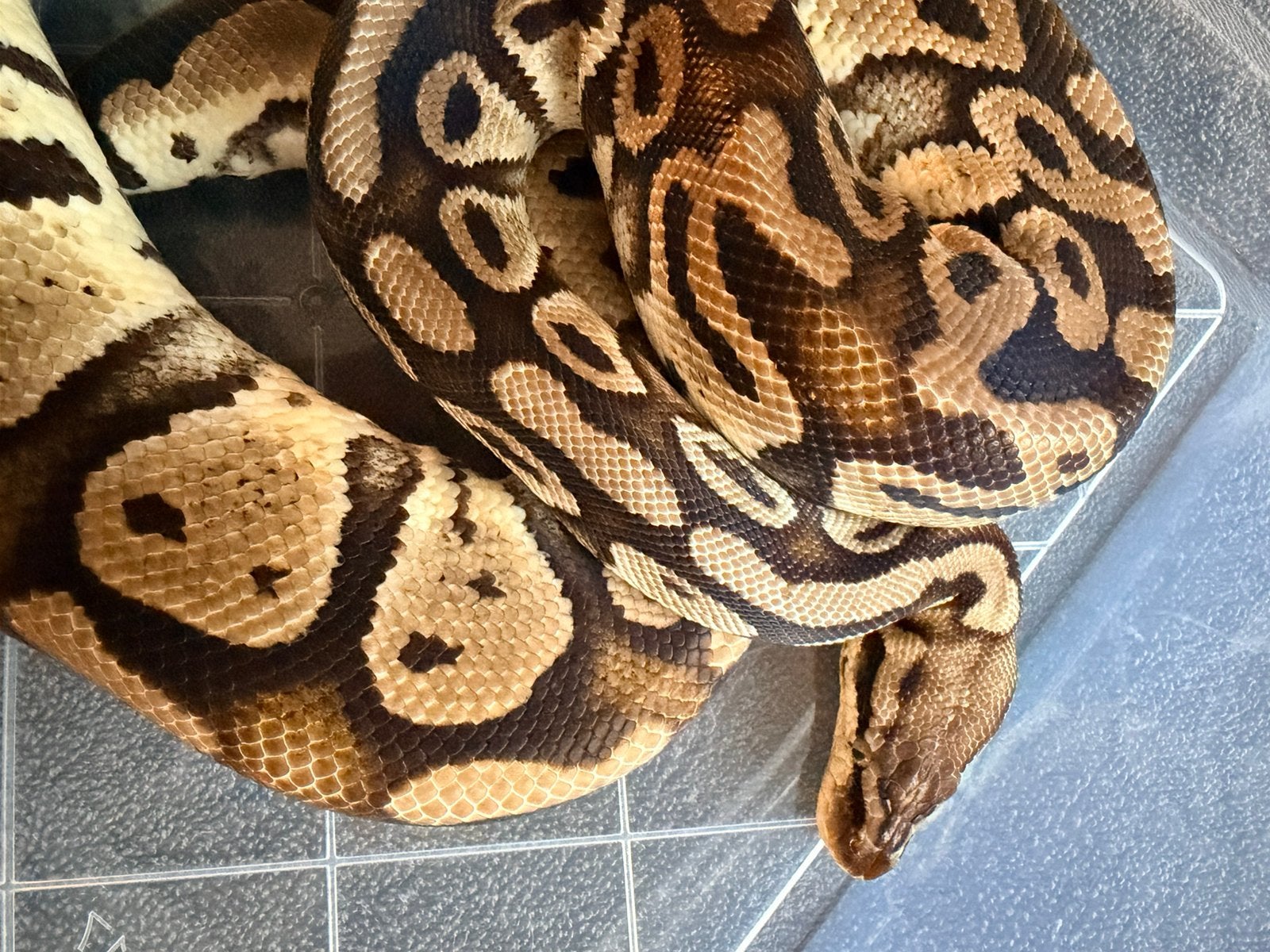 Koningspython 0.1 Ball Python photo 3