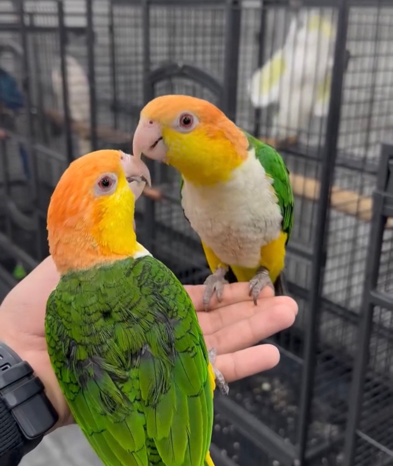 puppy witbuik & zwartkop caiques, Meerdere dieren, Papegaai, Pratend