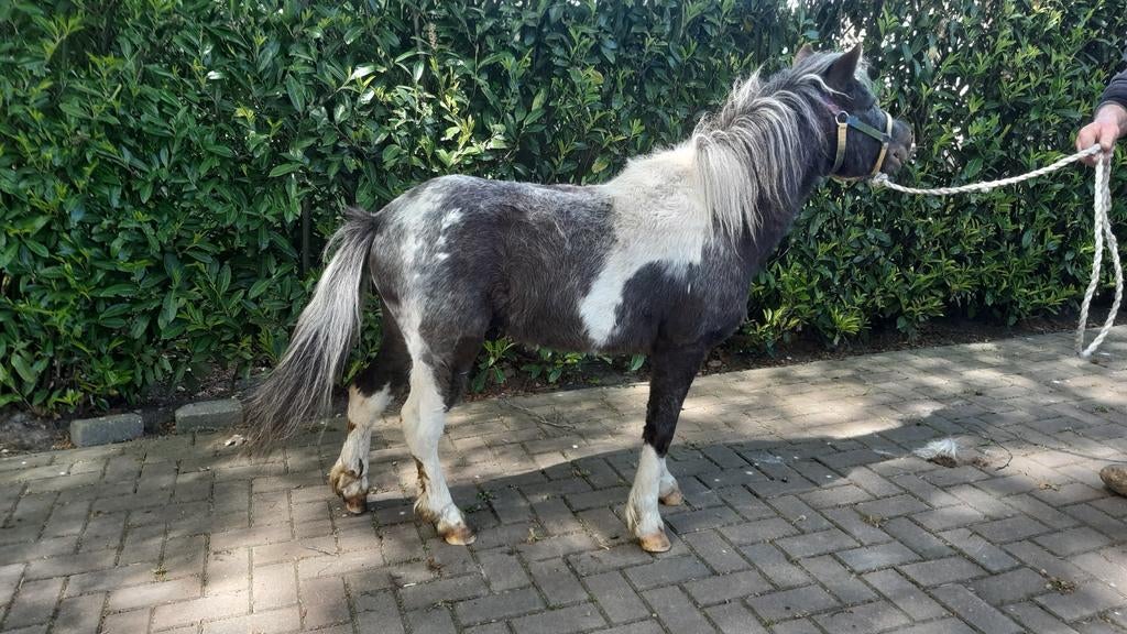 Hengsten dekhengsten en ruin, Dieren en Toebehoren, Hengst