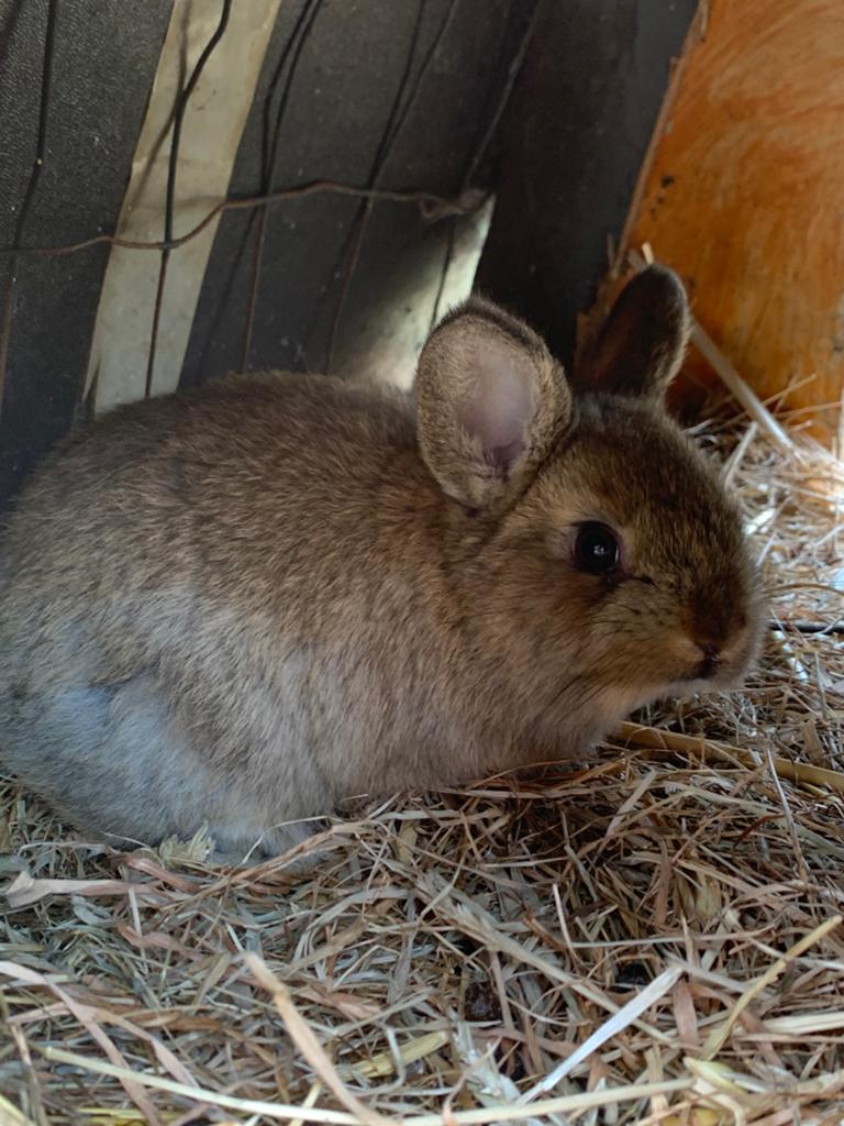 Super lieve en tamme baby konijnen dwergjes, Meerdere dieren, Dwerg, 0 tot 2 jaar