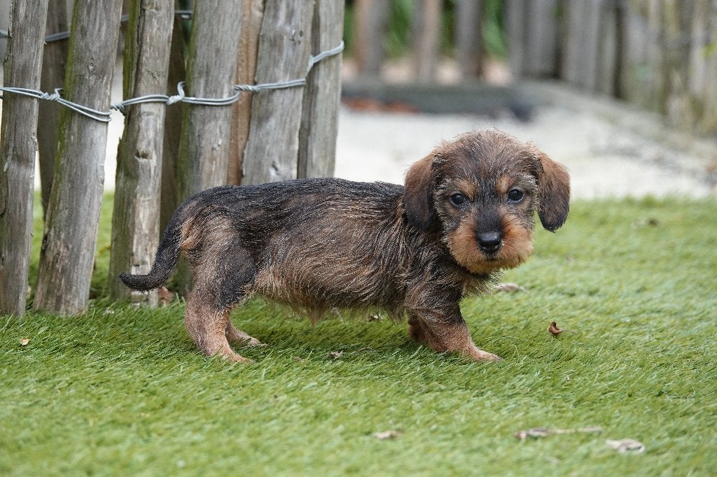 Prachtige ruwharige dwergteckels, met stamboom, Parvo, België, 8 tot 15 weken, Dwerg