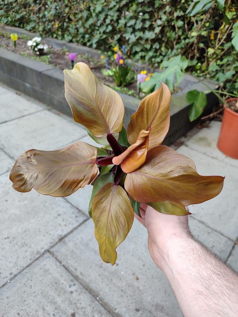 Philodendron Imperial Red mutation, Huis en Inrichting, Kamerplanten, Overige soorten, Minder dan 100 cm, Groene kamerplant, Halfschaduw