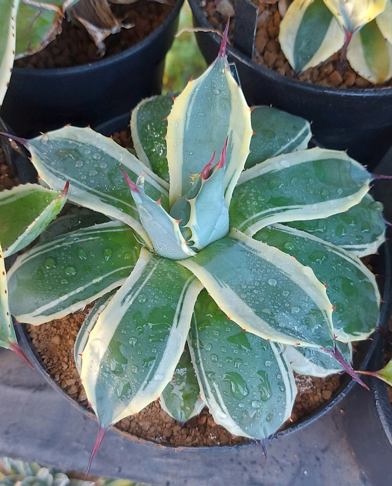 Agave Parryi Cream Spike winterharde Agave, Tuin en Terras, Overige soorten, Vaste plant, Ophalen of Verzenden, Bloeit niet