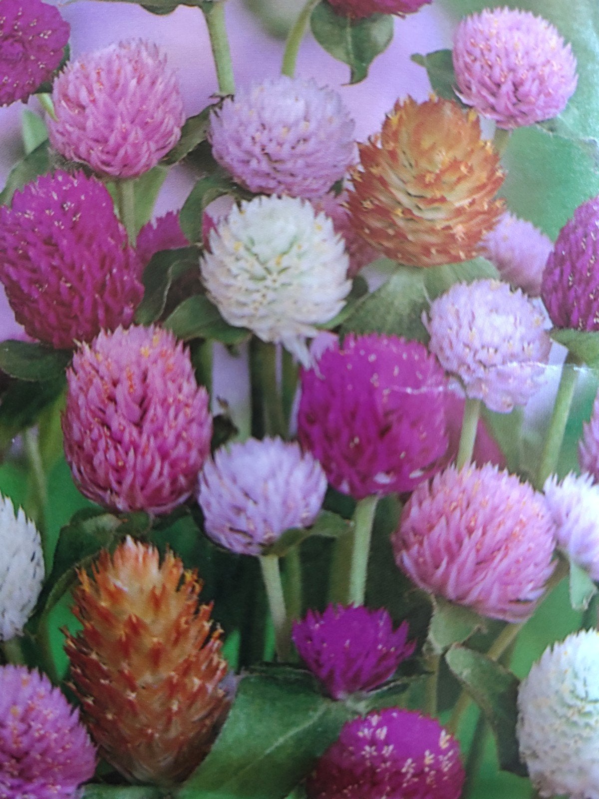 Zaden Kogel Amarant - Gomphrena Gibosa mix, Verzenden, Voorjaar, Volle zon, Zaad