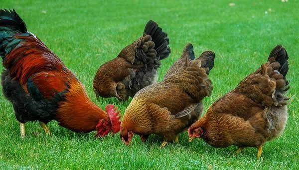 Welsumer kippen., Dieren en Toebehoren, Vrouwelijk, Kip