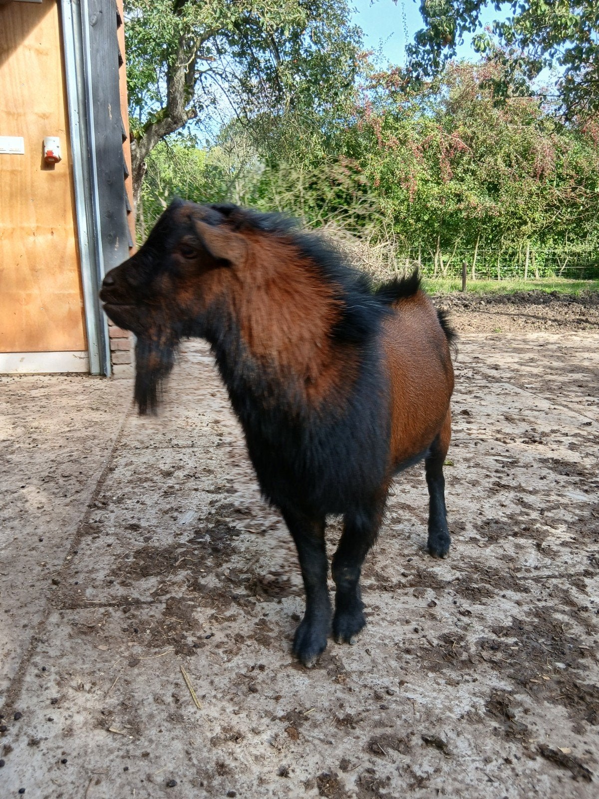 Dwergeit bok reekleur, Dieren en Toebehoren, Mannelijk, Geit