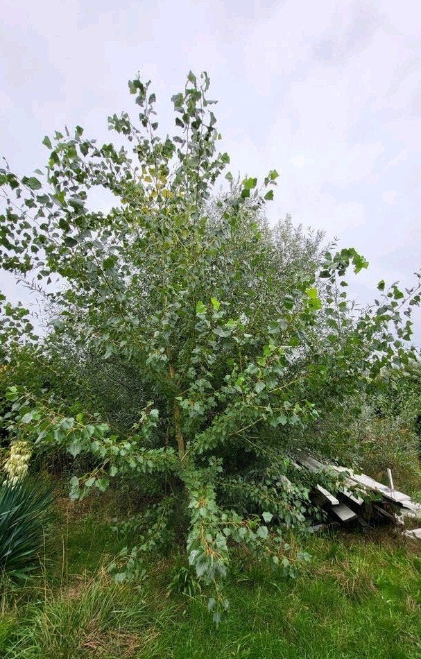 Populier voor tuin of landschap, Tuin en Terras, Planten | Bomen, Volle zon, Bloeit niet, 400 cm of meer, Overige soorten