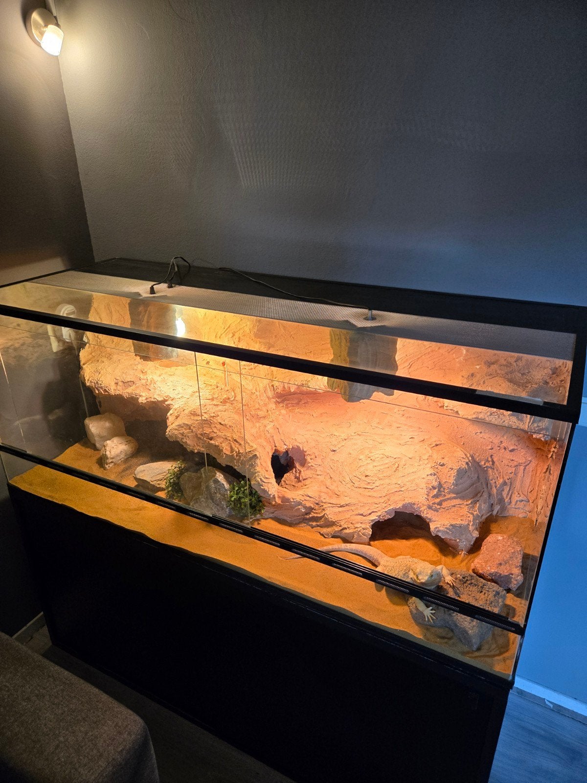 Baardagaam Man Met Terrarium En Terrariumkast Bearded Dragon photo 4