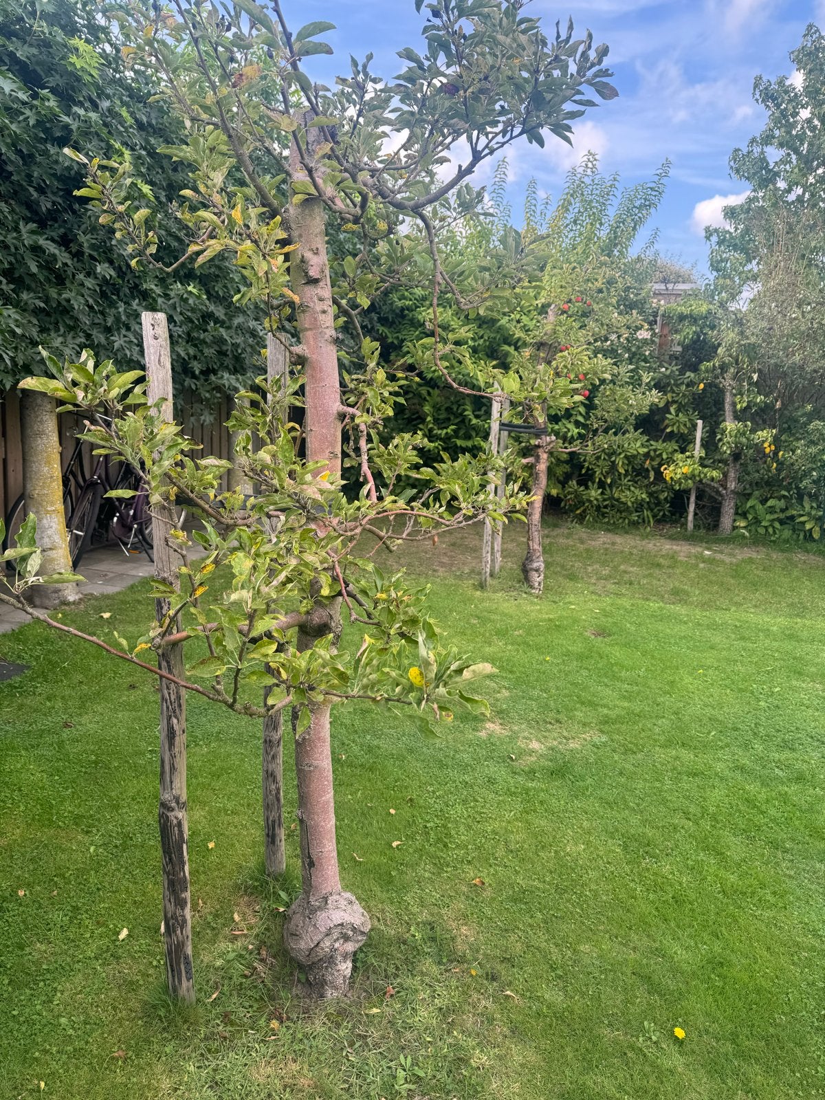 Elstar Malus Laagstam Appelboom - Heerlijke Appels, Tuin en Terras, Ophalen, Lente, Volle zon, Appelboom