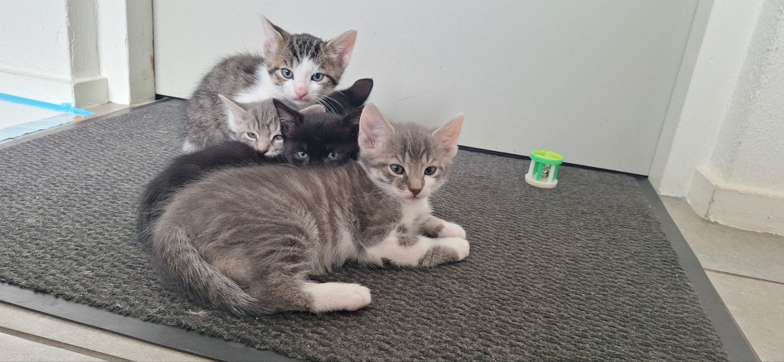 Prachtige lieve kittens, Meerdere dieren, Kortharig, 0 tot 2 jaar