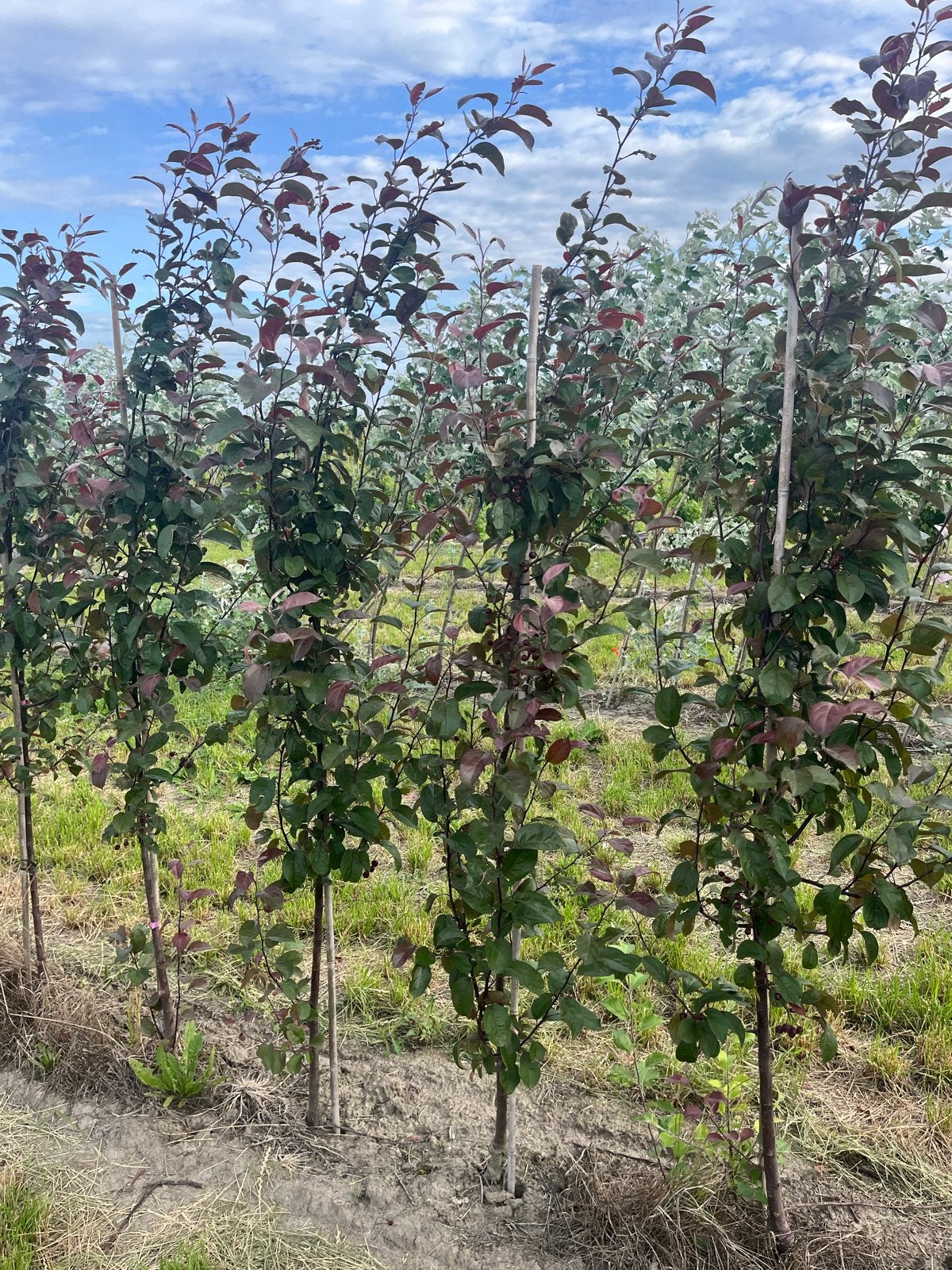 Malus 'Red Obelisk' - Sierappel, Lente, 100 tot 250 cm, Zuilboom, Ophalen