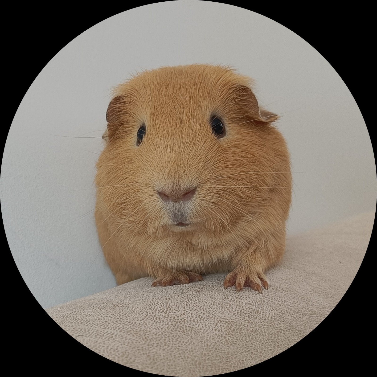 Leuke donker crème gladhaar cavia, Dieren en Toebehoren, Maart, Mannelijk, Cavia