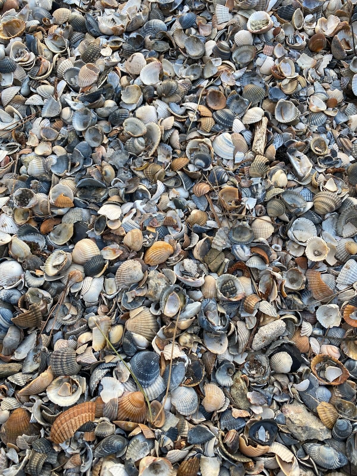 Gratis af te halen: Schone schelpen (tot +/- 4 kuub), Tuin en Terras, Zand, Ophalen, Gebruikt, Overige typen